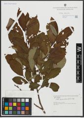 Foto von Salix appendiculata Vill.